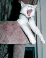 thumbnail of your picture #13