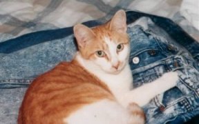 mia1.jpg - 13102 Bytes