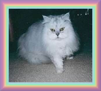 prissygal2.jpg - 18969 Bytes