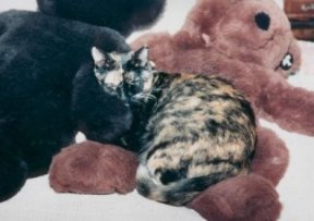 rocki1.jpg - 13410 Bytes