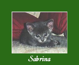 Sabrina2.JPG - 9967 Bytes
