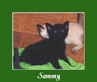 Sammy2.JPG - 20364 Bytes