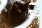 Keena