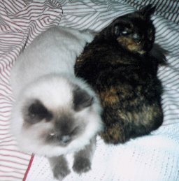 smshrsmi2.jpg - 19922 Bytes