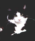smtux1