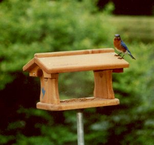 bluebird2.jpg (15966 bytes)