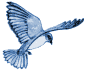 bluebirddrawing0.gif (1397 bytes)