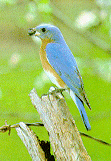 bluesit.gif (20884 bytes)