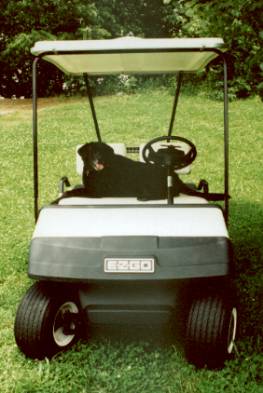 dog.jpg (20222 bytes)