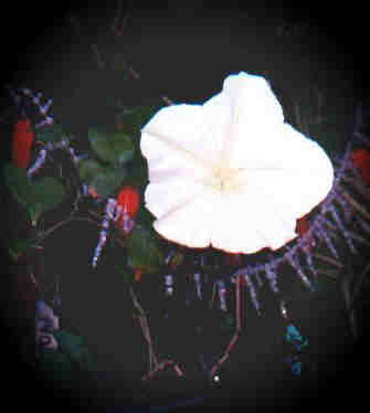 thumbnail of #2moon peppers