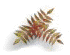 A frond of fern