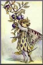 Sloe Fairy by Mary Cicely Barker