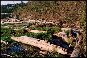 Site 4