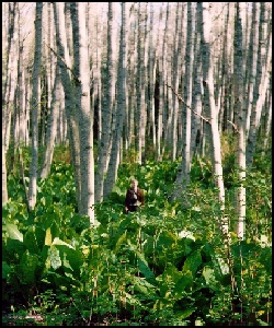 Site 5