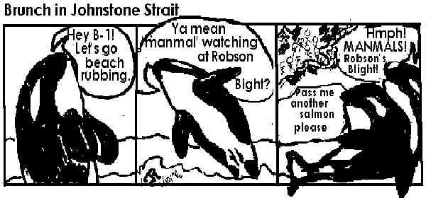 whale cartoon
