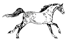 AAppyCanter.gif (13951 bytes)