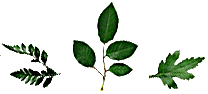 Contrlplants.gif (4708 bytes)