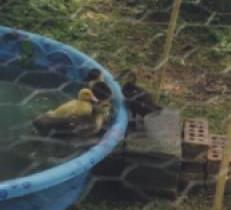 babyducks.jpg (7805 bytes)