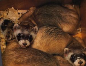 blackfootedferrets.jpg (12876 bytes)
