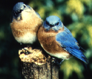 blue1.jpg (39519 bytes)