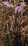 butterbunch.jpg (16716 bytes)