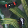 butterflies.jpg (15863 bytes)