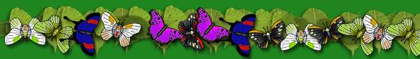 butterleavesrule.jpg (13996 bytes)