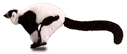 bw_lemur_run.gif (4565 bytes)