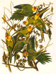carolinakeets.gif (37568 bytes)