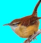 carwren.jpg (3976 bytes)