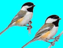 chick.jpg (6450 bytes)