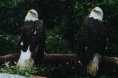 eaglesa.jpg (1562 bytes)