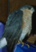 garagehawk.jpg (3772 bytes)