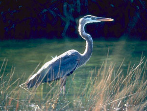 greatblueheronstd.jpg (26603 bytes)