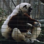 lemurbaby.jpg (7508 bytes)