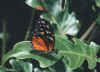 orangebutterfly.jpg (14749 bytes)