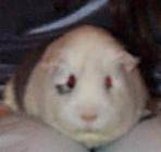 pigface.jpg (2792 bytes)