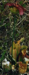 pitcherbloom.jpg (13205 bytes)