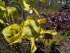 pitcherflowerb.jpg (26010 bytes)
