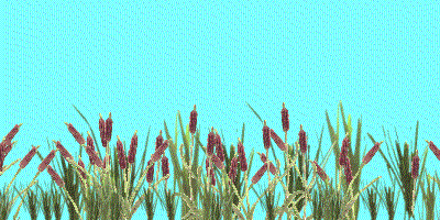 pondedge.gif (55365 bytes)