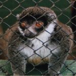 redeye.jpg (8419 bytes)