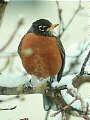 robin4.jpg (3618 bytes)
