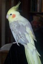 romeo.jpg (4768 bytes)