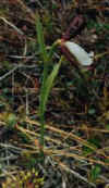 rosebudorchid.jpg (10091 bytes)