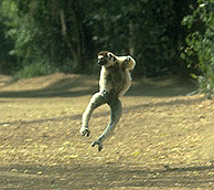 sifaka01.gif (29604 bytes)
