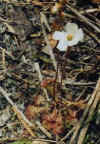 sundewbloom.jpg (16482 bytes)