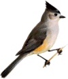 titmouse.gif (4910 bytes)
