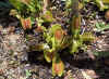 vft1.jpg (33323 bytes)