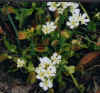 vftblooms.jpg (14939 bytes)