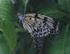 whitebutterfly.jpg (13767 bytes)